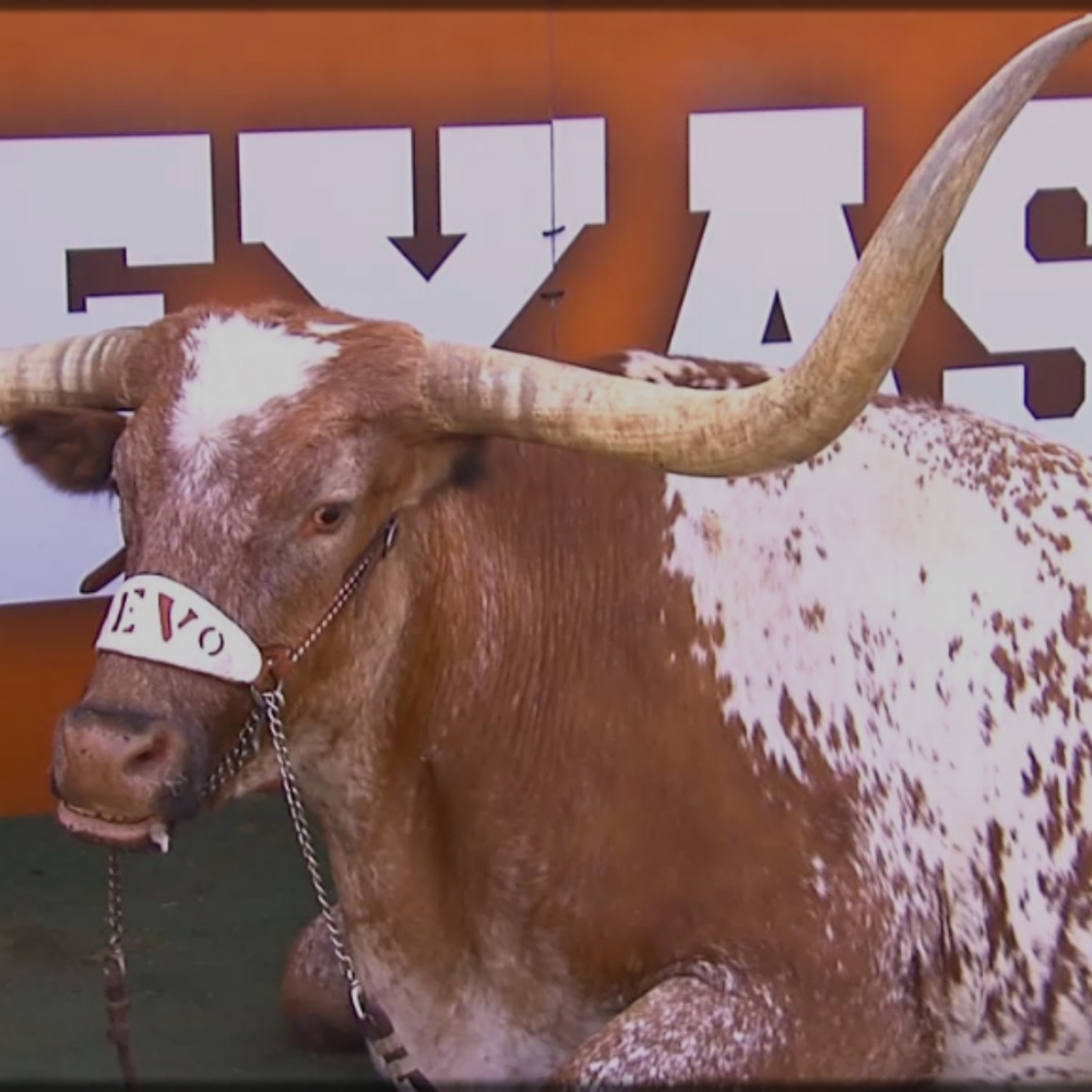 TEXAS 🏈🧡🏈🧡 - Picture 2 of 8